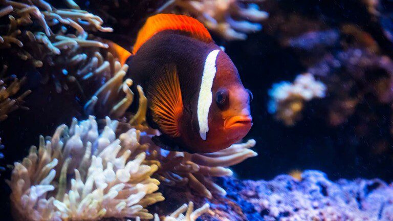 Clownfish Amphiprion frenatus